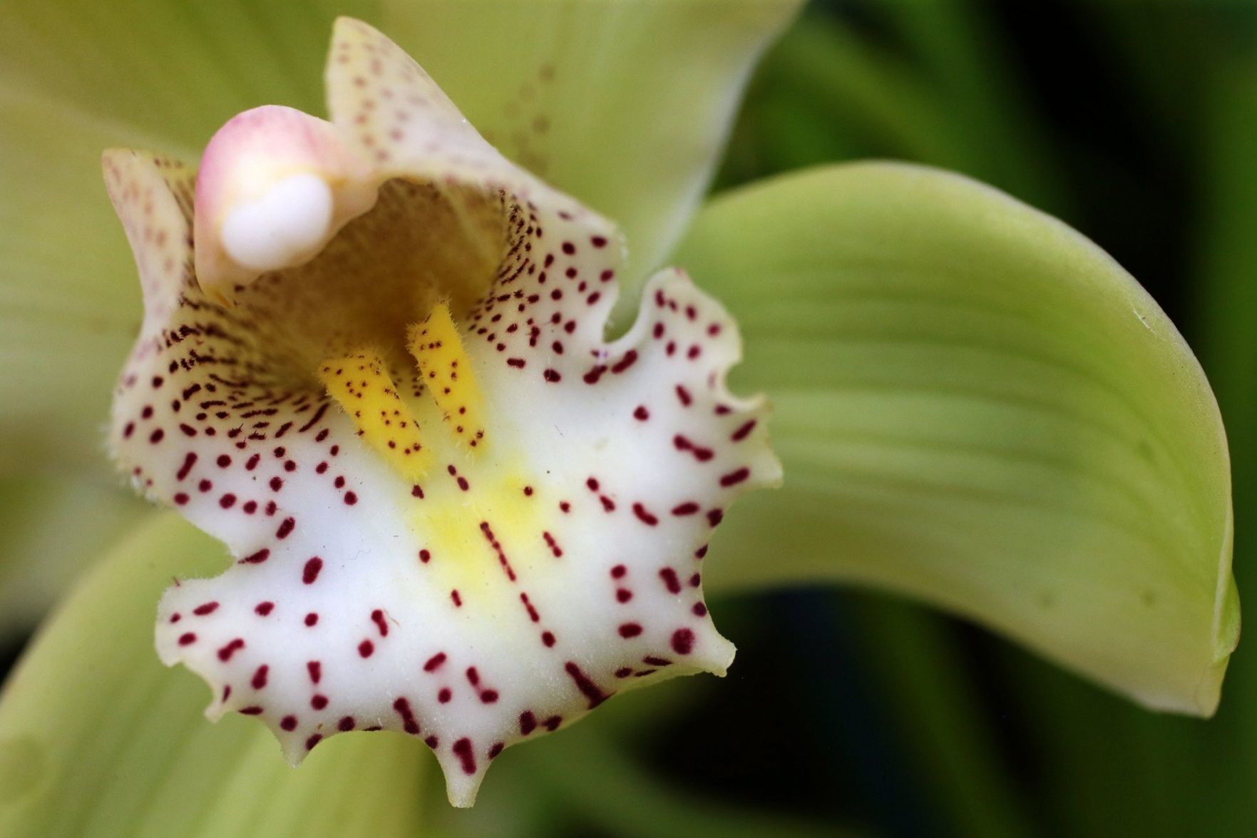 Orchid show at Missouri Botanical Garden